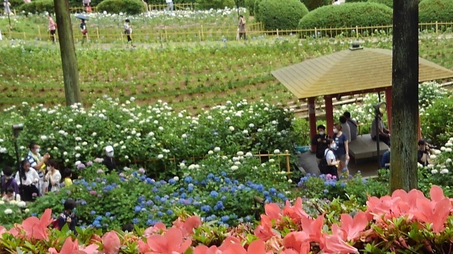 第十番 三室戸寺_c0236632_13171789.jpg