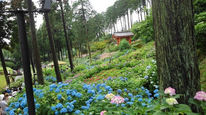 第十番 三室戸寺_c0236632_13175221.jpg