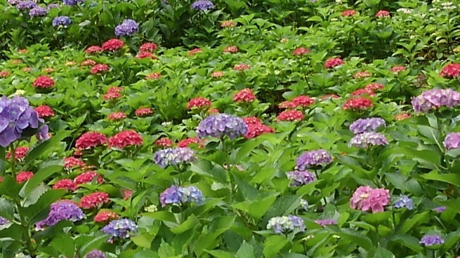 第十番 三室戸寺_c0236632_13181261.jpg