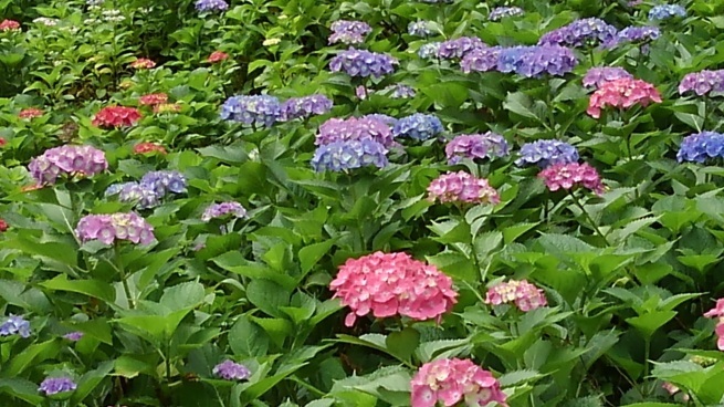 第十番 三室戸寺_c0236632_13184667.jpg