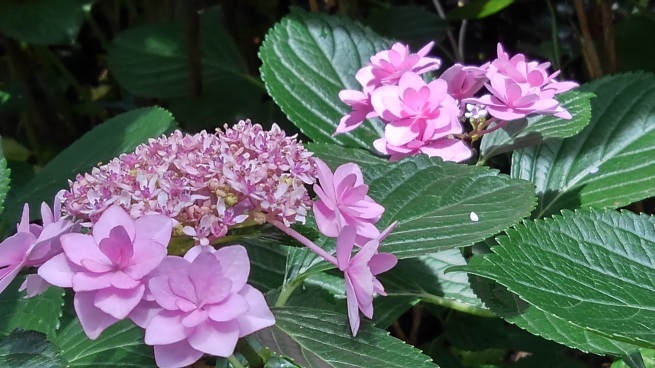 第十番 三室戸寺_c0236632_13200397.jpg