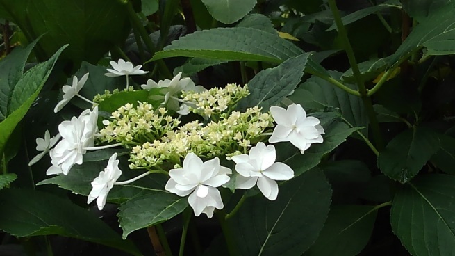 第十番 三室戸寺_c0236632_13202535.jpg
