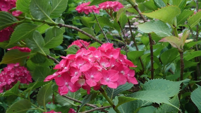 第十番 三室戸寺_c0236632_13203908.jpg