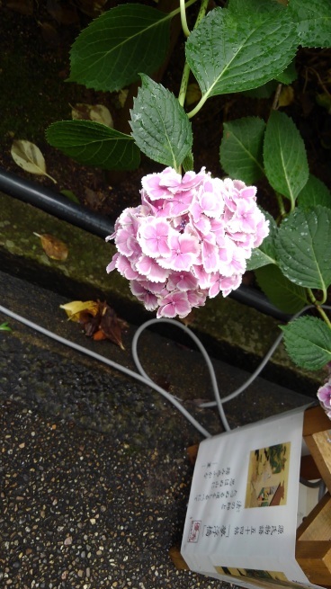 第十番 三室戸寺_c0236632_13221589.jpg