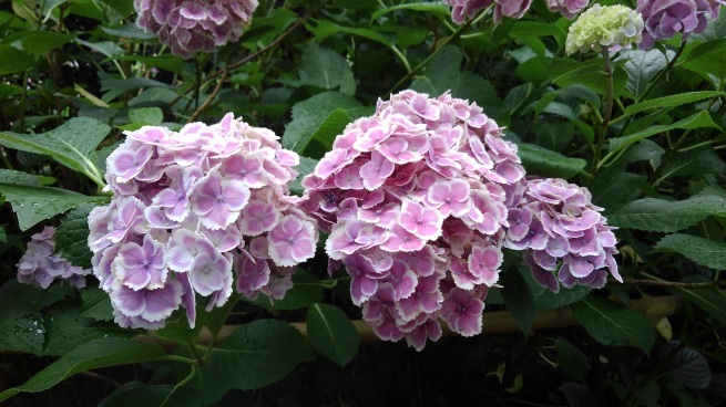 第十番 三室戸寺_c0236632_13223181.jpg