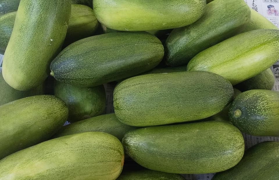 早生かりもり あいちの伝統野菜 畑から