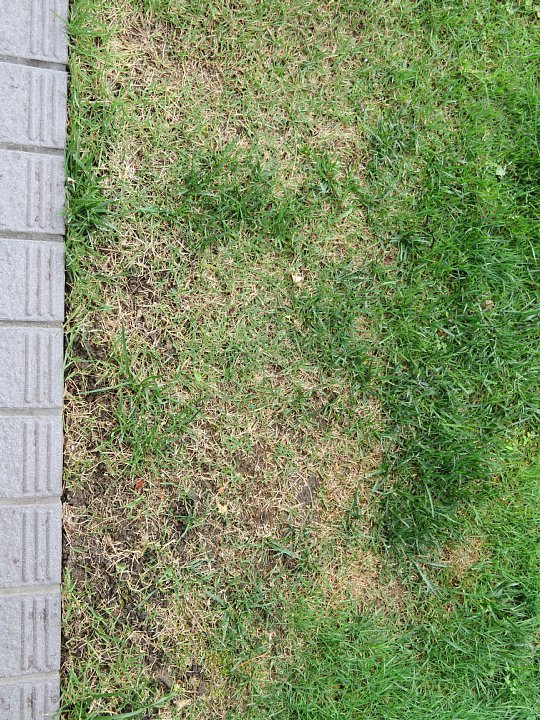 年6月27日 芝生の補修 今日の風に吹かれましょう 年6月27日 芝生の補修 今日の風に吹かれましょう