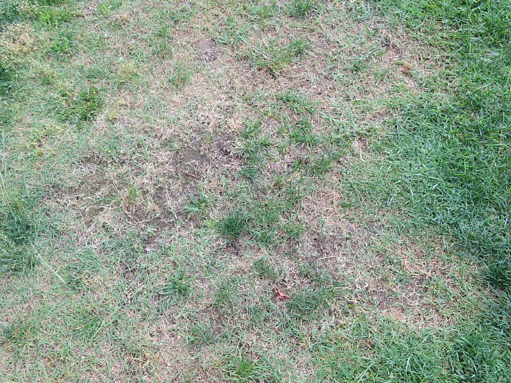 年6月27日 芝生の補修 今日の風に吹かれましょう
