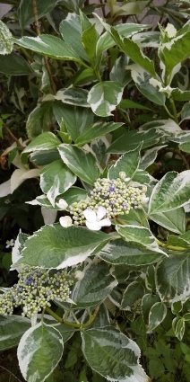 紫陽花_a0111545_08454571.jpg
