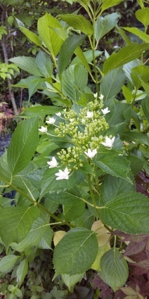 紫陽花_a0111545_08464283.jpg