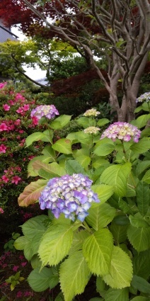 紫陽花_a0111545_08465862.jpg