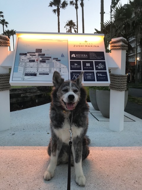 犬も気持ちいいマリーナの夕涼み_c0343447_08044326.jpg