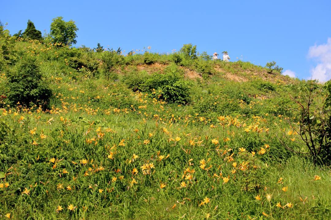 白山高山植物園・前編_e0403850_21544797.jpg