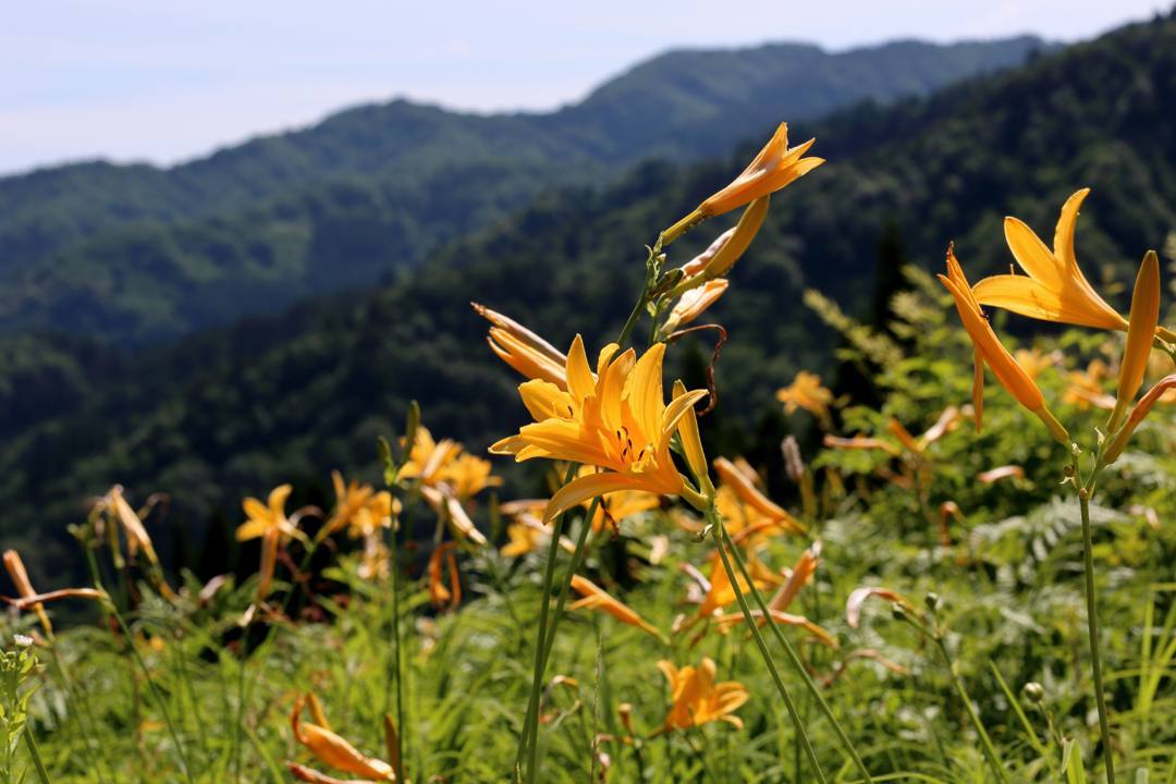 白山高山植物園・前編_e0403850_21545755.jpg