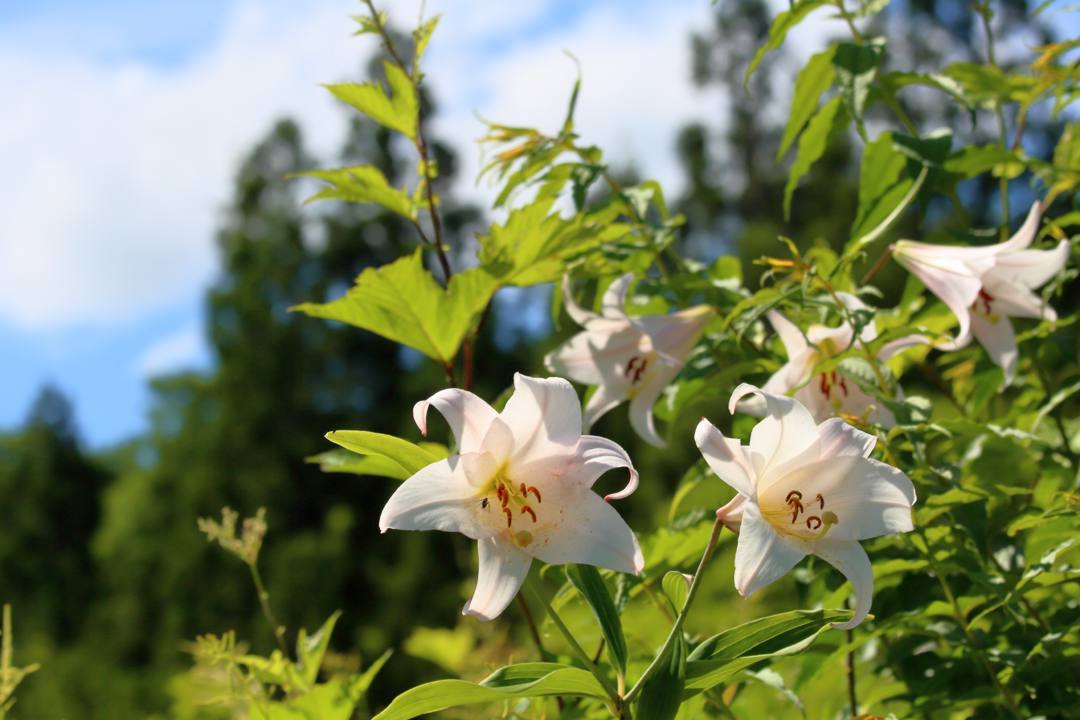 白山高山植物園・前編_e0403850_21550655.jpg