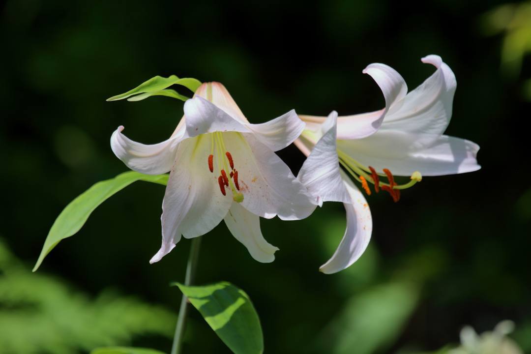 白山高山植物園・前編_e0403850_21551537.jpg