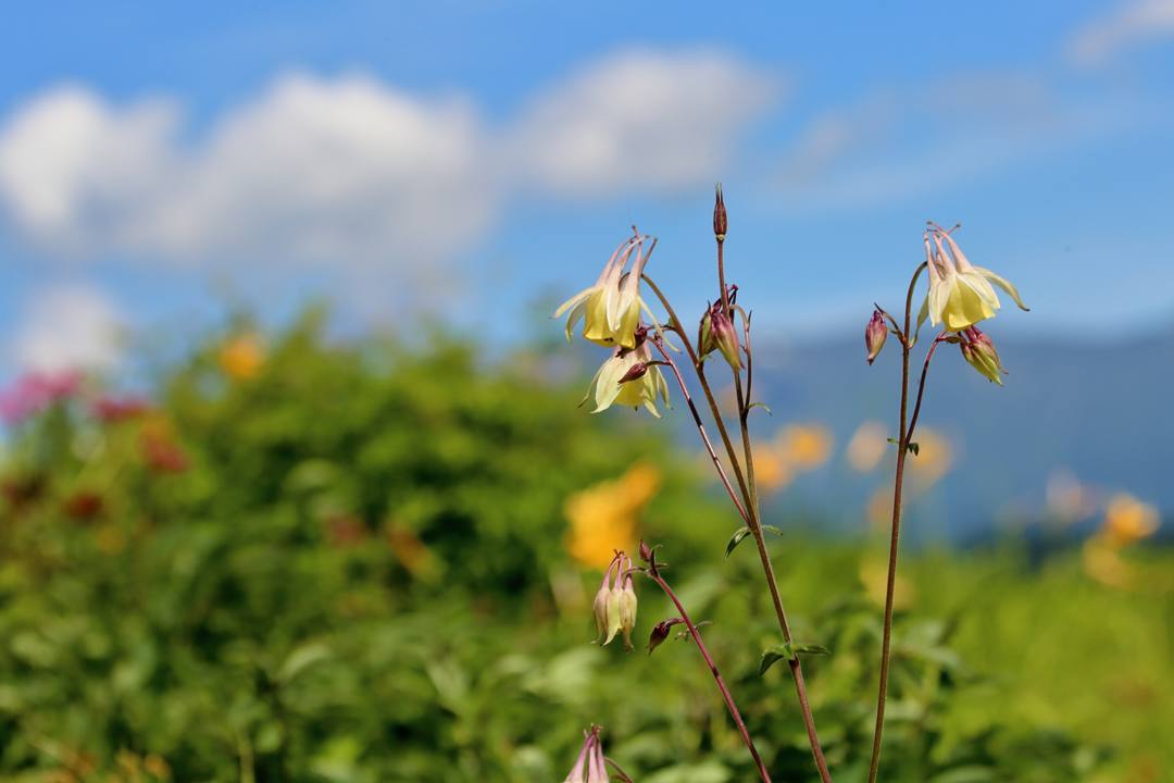 白山高山植物園・前編_e0403850_21551910.jpg