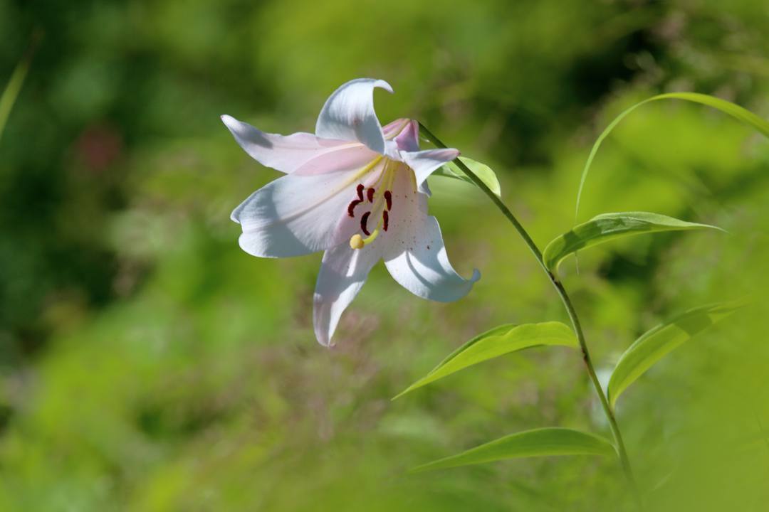 白山高山植物園・前編_e0403850_22204202.jpg