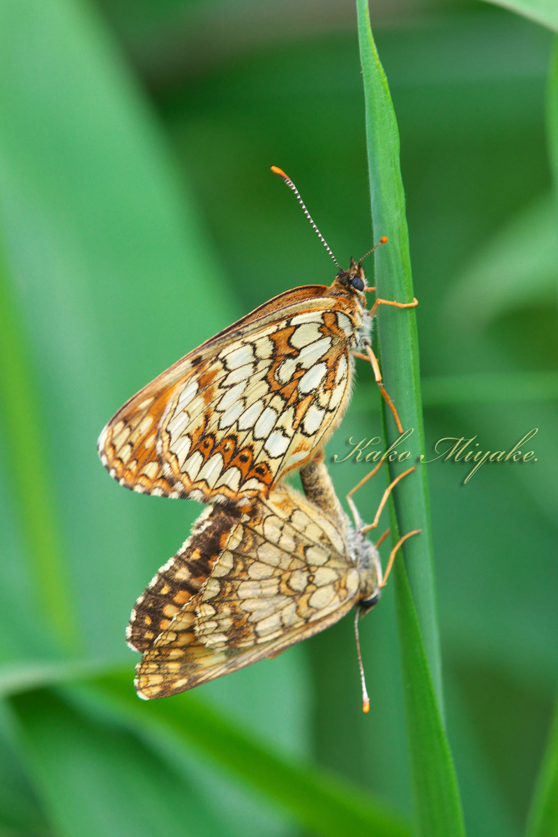 ウスイロヒョウモンモドキ（ Melitaea protomedia protomedia ） ★★★★★_d0013455_21034423.jpg