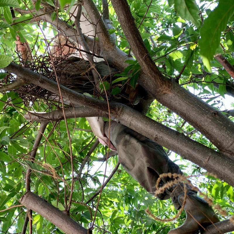 桃の袋かけ ウリネットとり 栗枝剪定 月桂樹剪定 キュウリ棚作り 無花果初収穫 葡萄袋かけ ちょろり2日々徒然