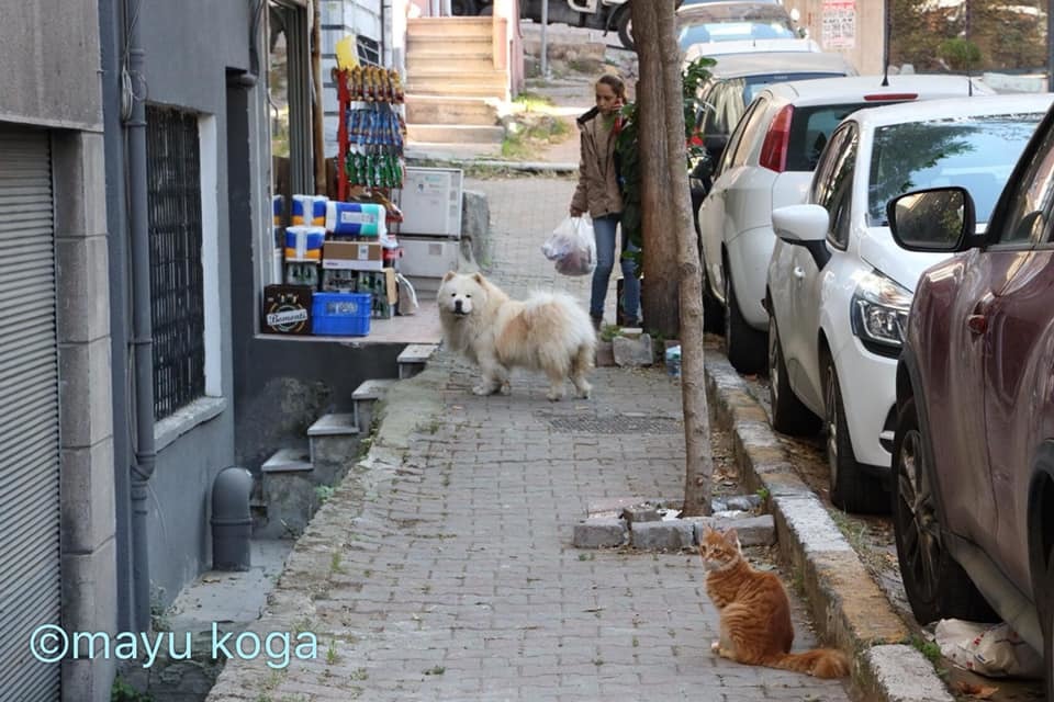 イスタンブールのわさお_e0255060_15355548.jpg