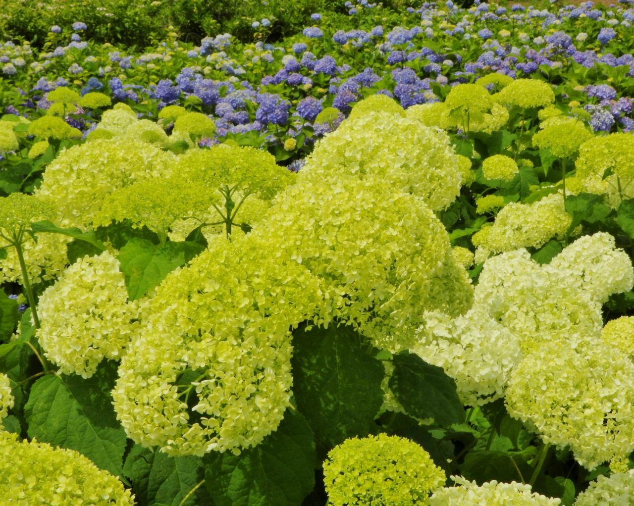 ピーカンのアジサイと 久々にオオミズアオ_c0305565_17212196.jpg