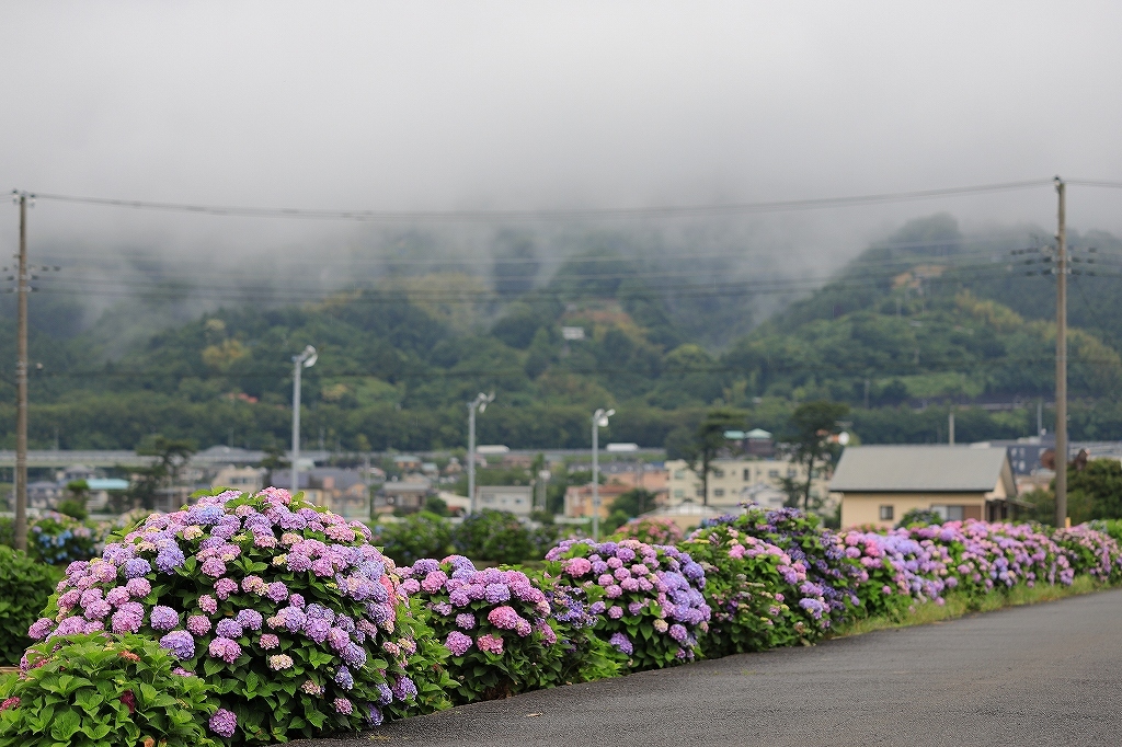 開成町あじさいの里 うろ子とカメラ 開成町あじさいの里 うろ子とカメラ
