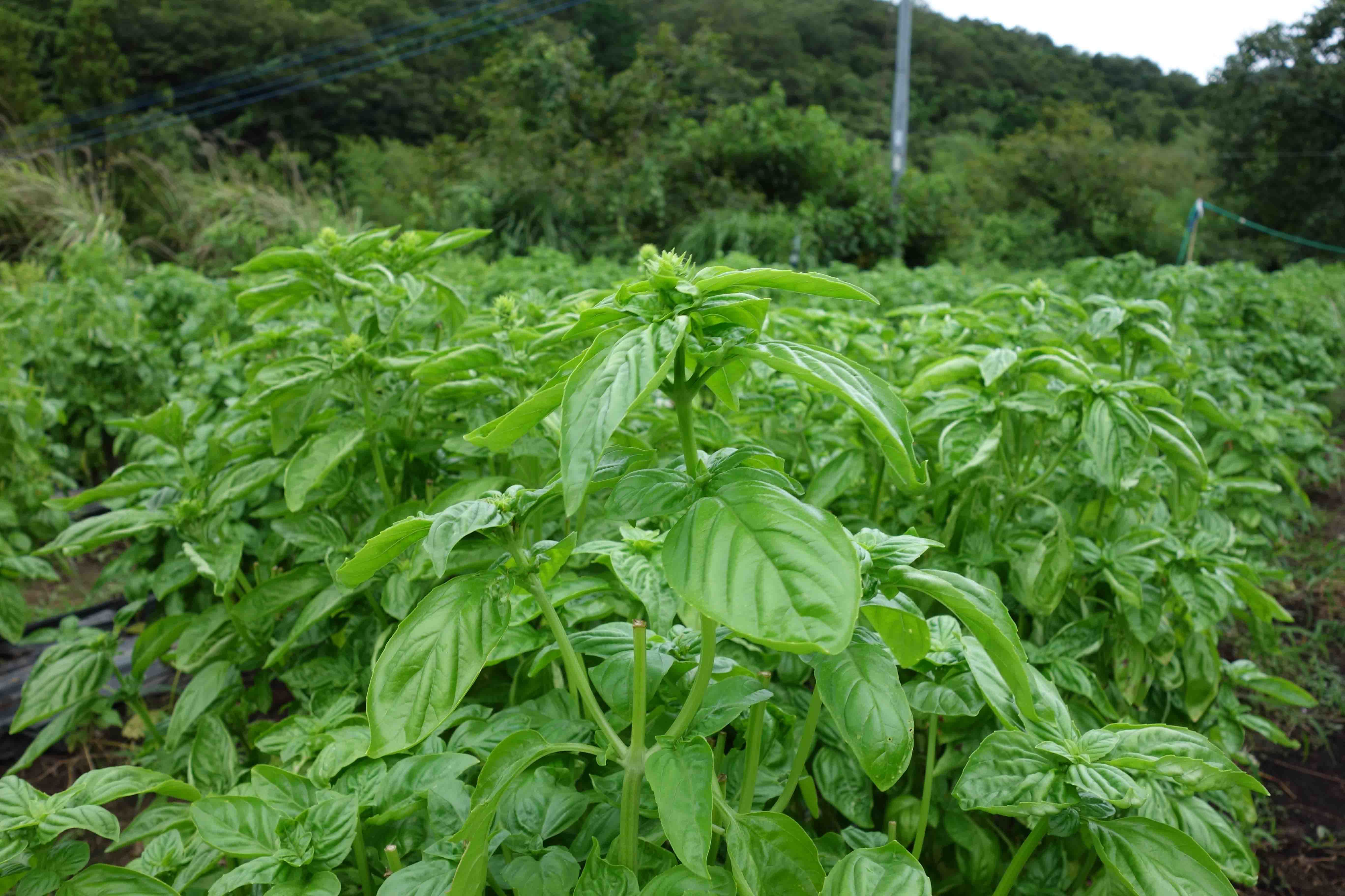 バジル、今年も始まりました!大分県産バジルの生産・収穫・洗浄!_f0032081_06055761.jpg