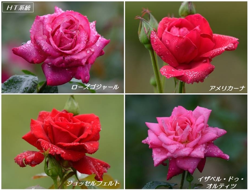 梅雨時のバラたち 地元公園のht系統とオールドローズ トドの野鳥日記 梅雨時のバラたち 地元公園のht系統とオールドローズ トドの野鳥日記