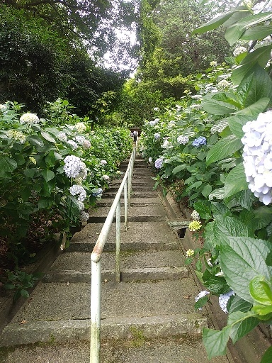 吉備津神社のアジサイ 日々是絵手紙