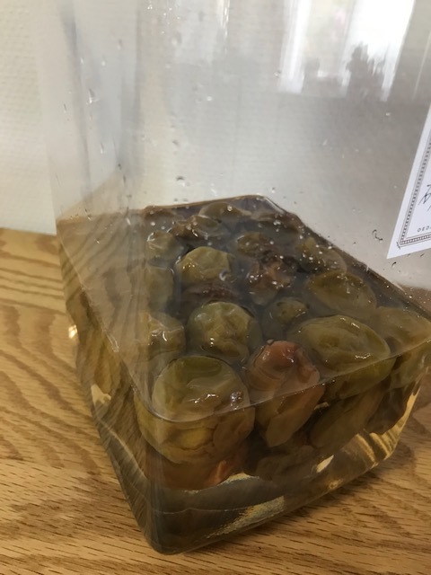 梅しごと_f0204295_16173478.jpg