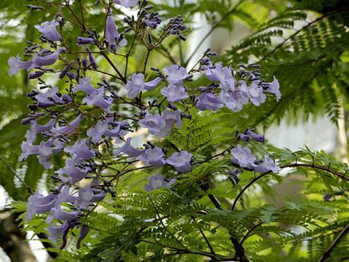 東遊園地のジャカランタの花 神戸トピックス 東遊園地のジャカランタの花 神戸トピックス