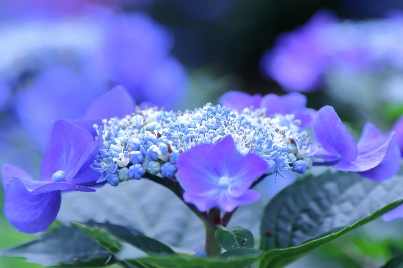 アートっぽく撮ってみたかった紫陽花（神代植物公園）_b0291402_05222026.jpg