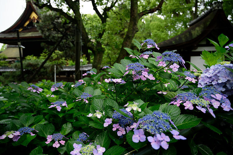 紫陽花@藤森神社_f0032011_18452905.jpg