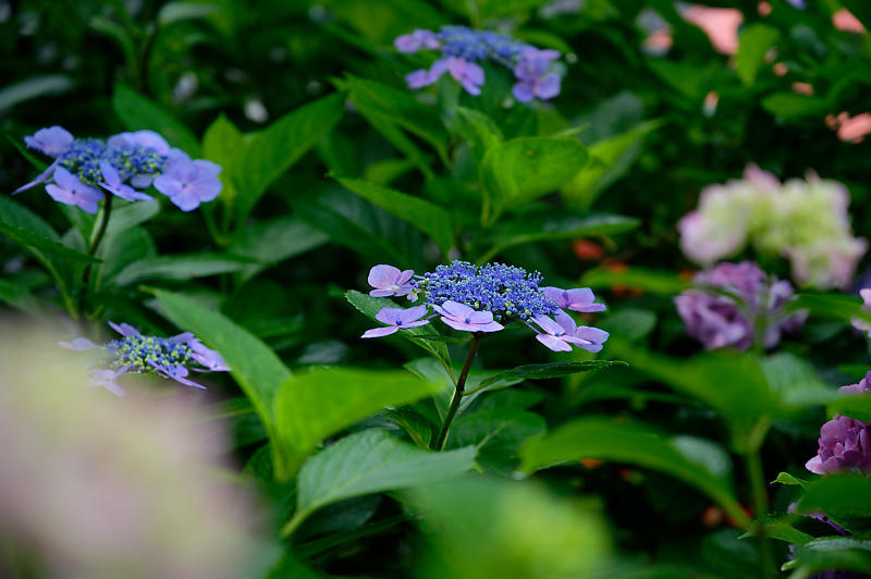 紫陽花@藤森神社_f0032011_18452965.jpg