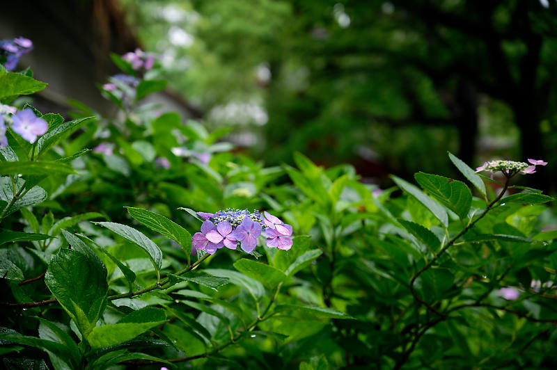 紫陽花@藤森神社_f0032011_18452991.jpg