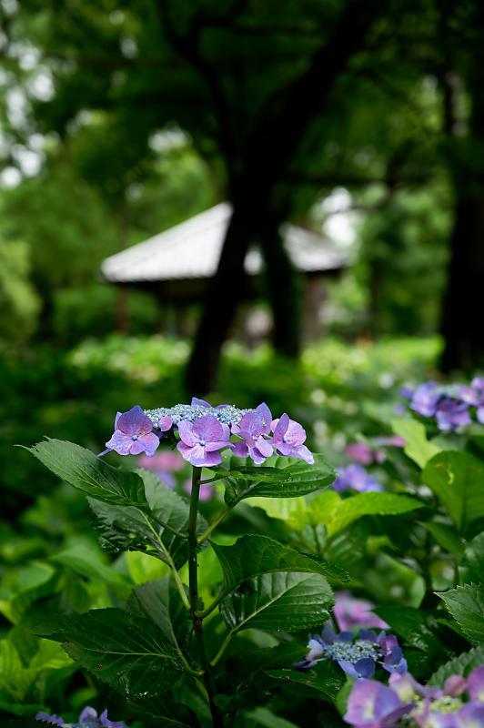 紫陽花@藤森神社_f0032011_18453009.jpg