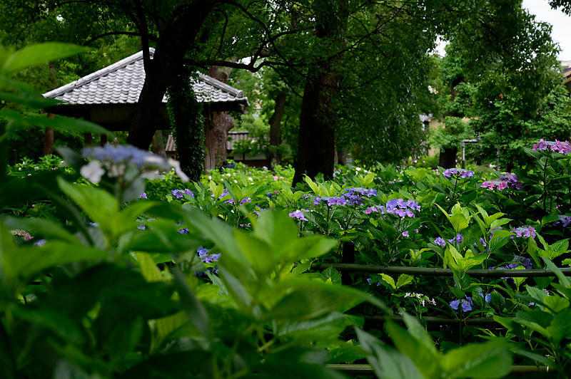 紫陽花@藤森神社_f0032011_18453020.jpg