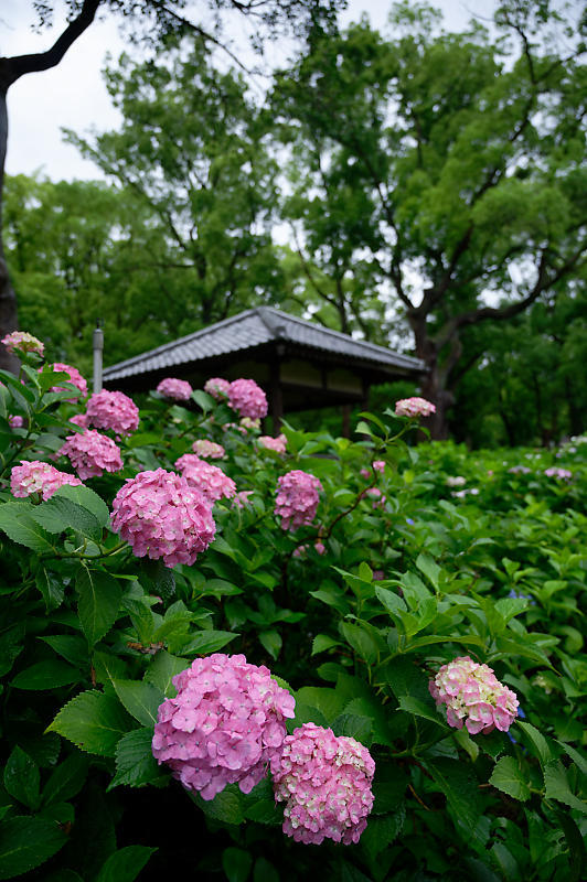 紫陽花@藤森神社_f0032011_18453068.jpg