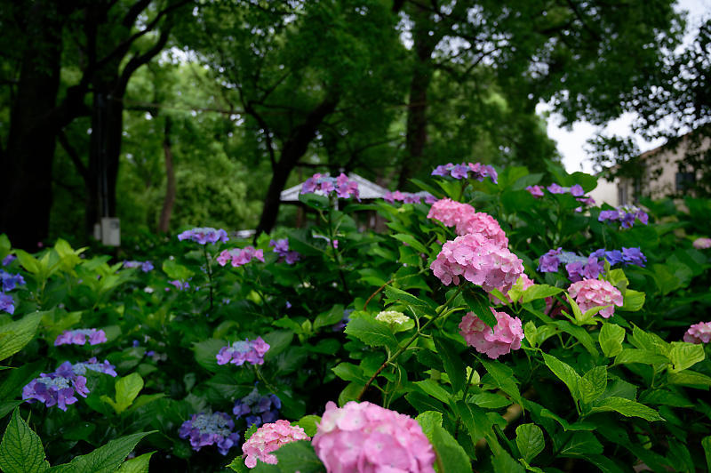 紫陽花@藤森神社_f0032011_18453084.jpg