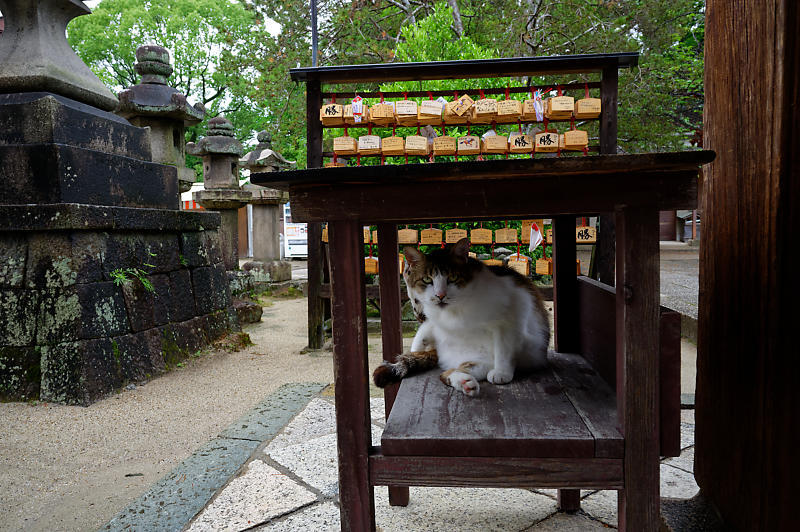 紫陽花@藤森神社_f0032011_19180008.jpg