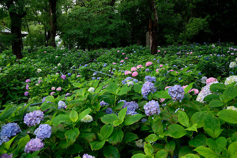 紫陽花@藤森神社_f0032011_19180019.jpg