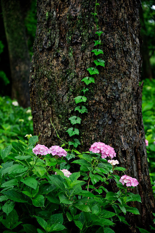 紫陽花@藤森神社_f0032011_19180156.jpg