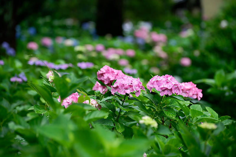 紫陽花@藤森神社_f0032011_19180182.jpg