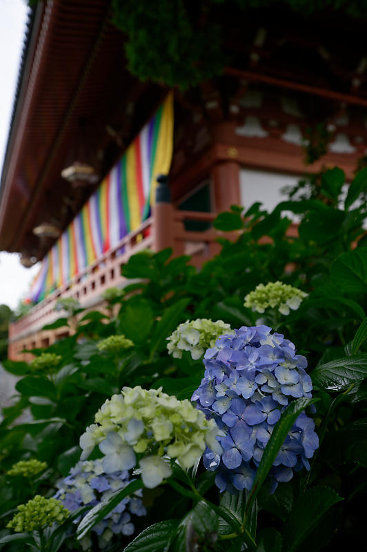 紫陽花@智積院_f0032011_20103505.jpg