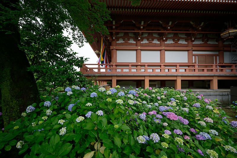 紫陽花@智積院_f0032011_20103546.jpg