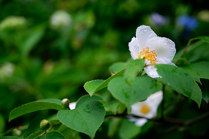 紫陽花@智積院_f0032011_20103662.jpg