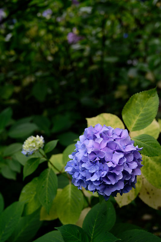 紫陽花@智積院_f0032011_20125218.jpg