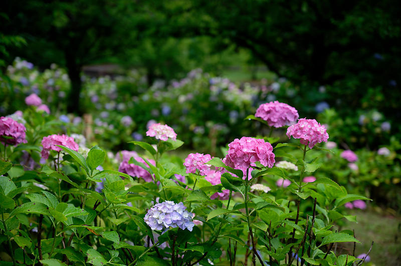 紫陽花@智積院_f0032011_20125249.jpg