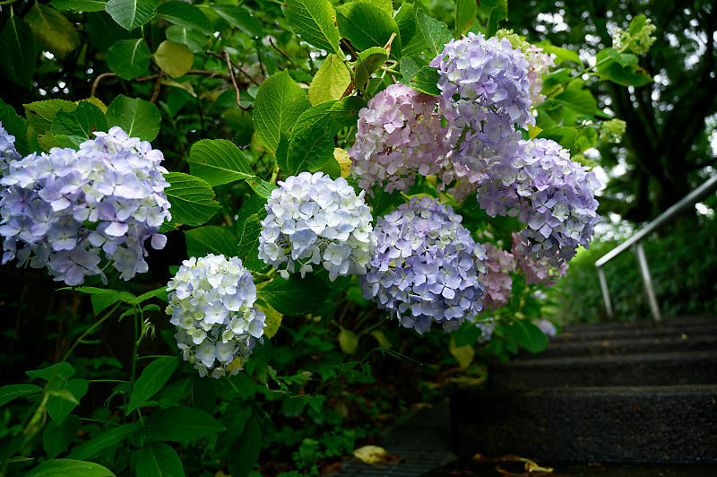 紫陽花@智積院_f0032011_20125298.jpg